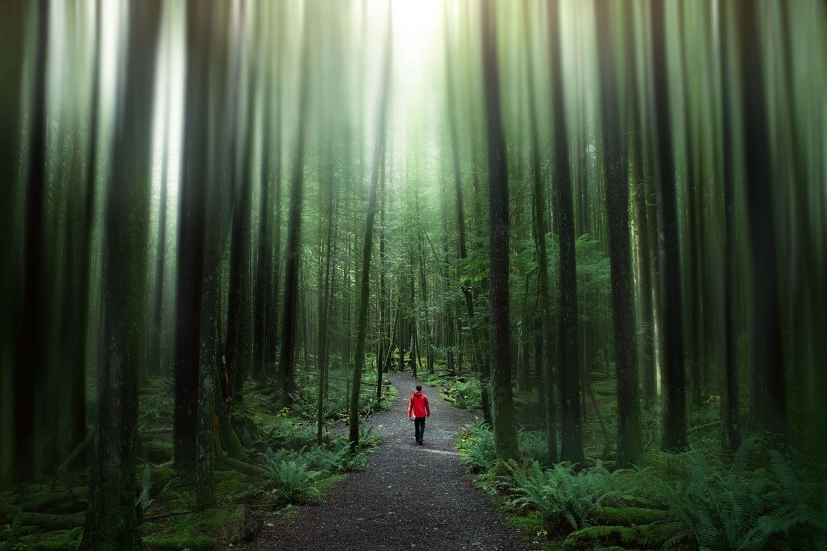Creating An Epic Forest Blur Effect In Photoshop!