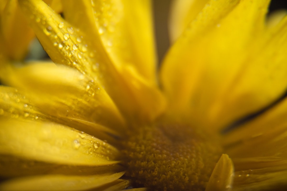 macro photography ideas at home