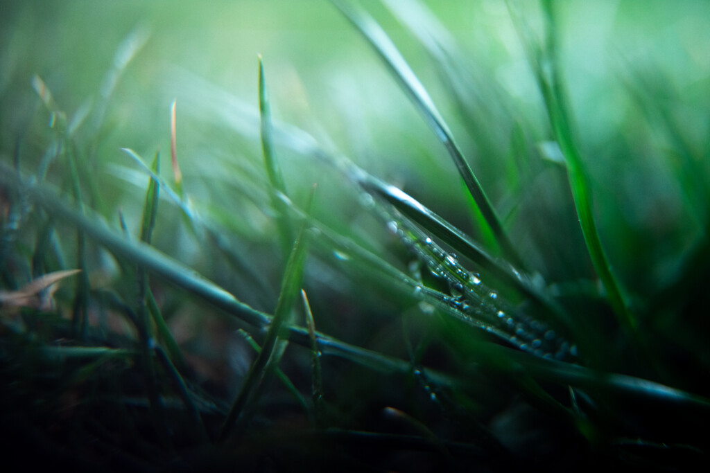 macro photography of grass is a creative photo idea